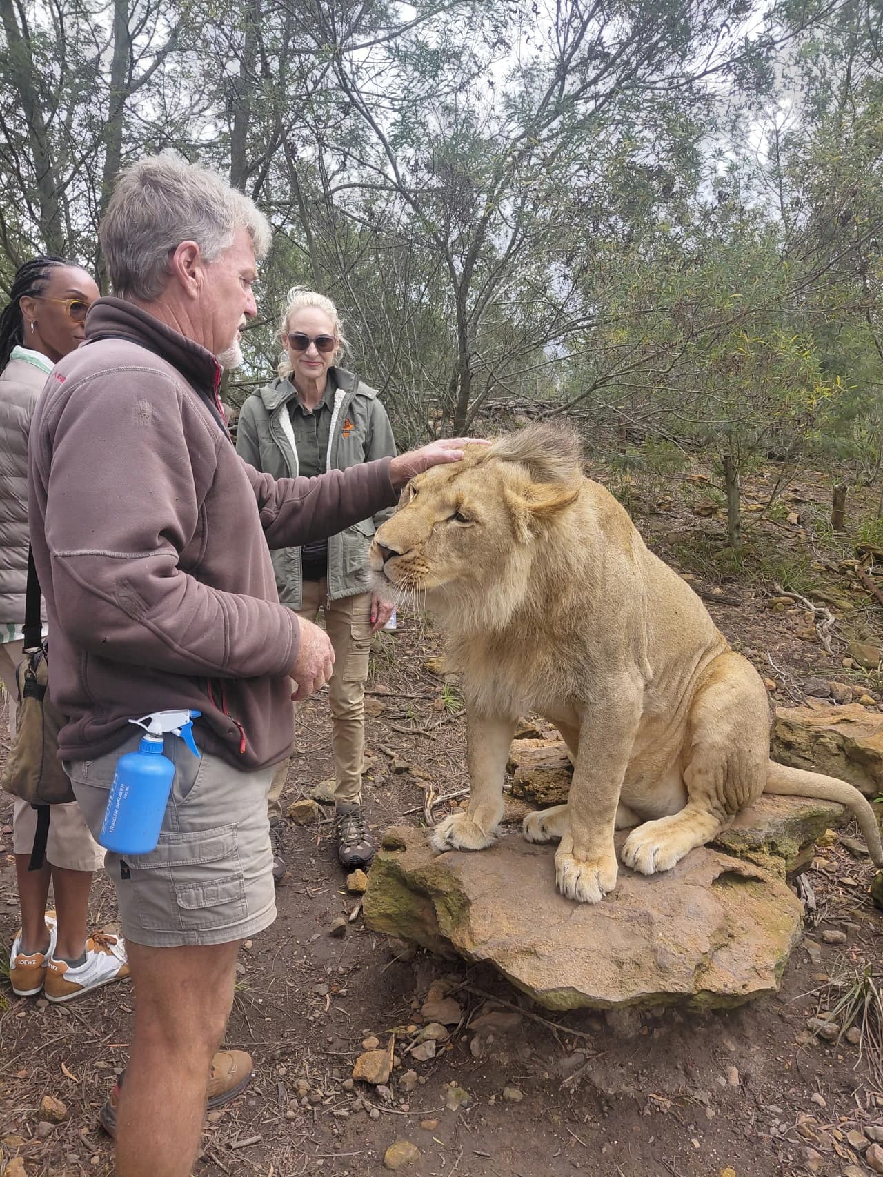 Lions
