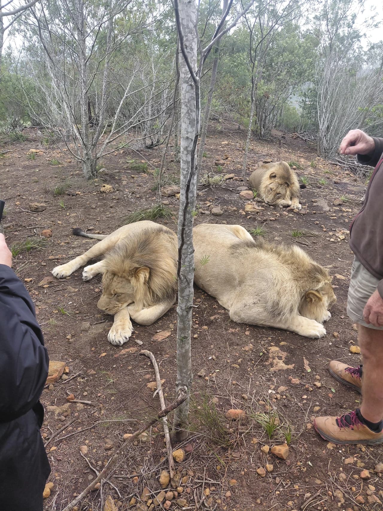 Lions