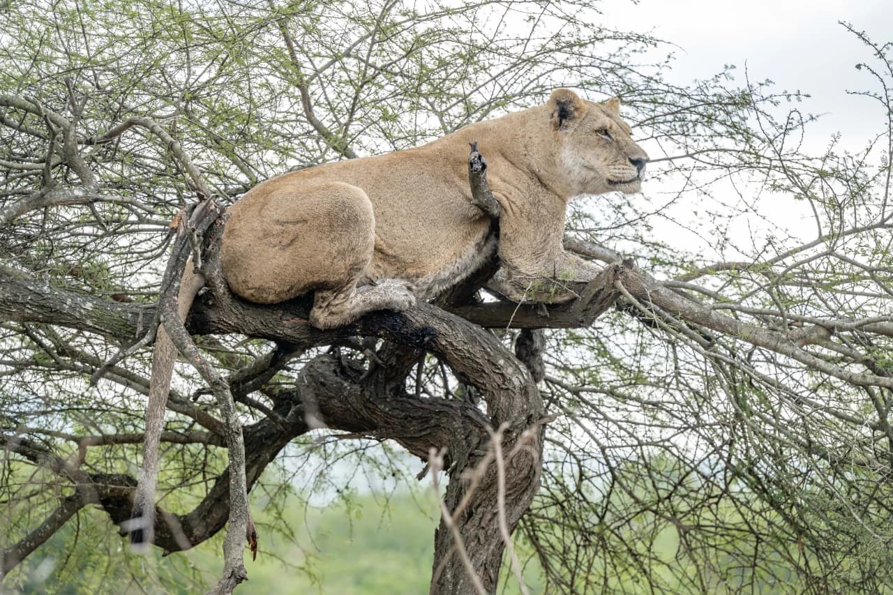 Lion