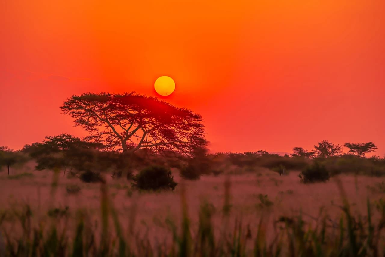 Safari