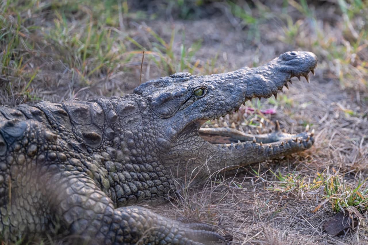 Crocodile