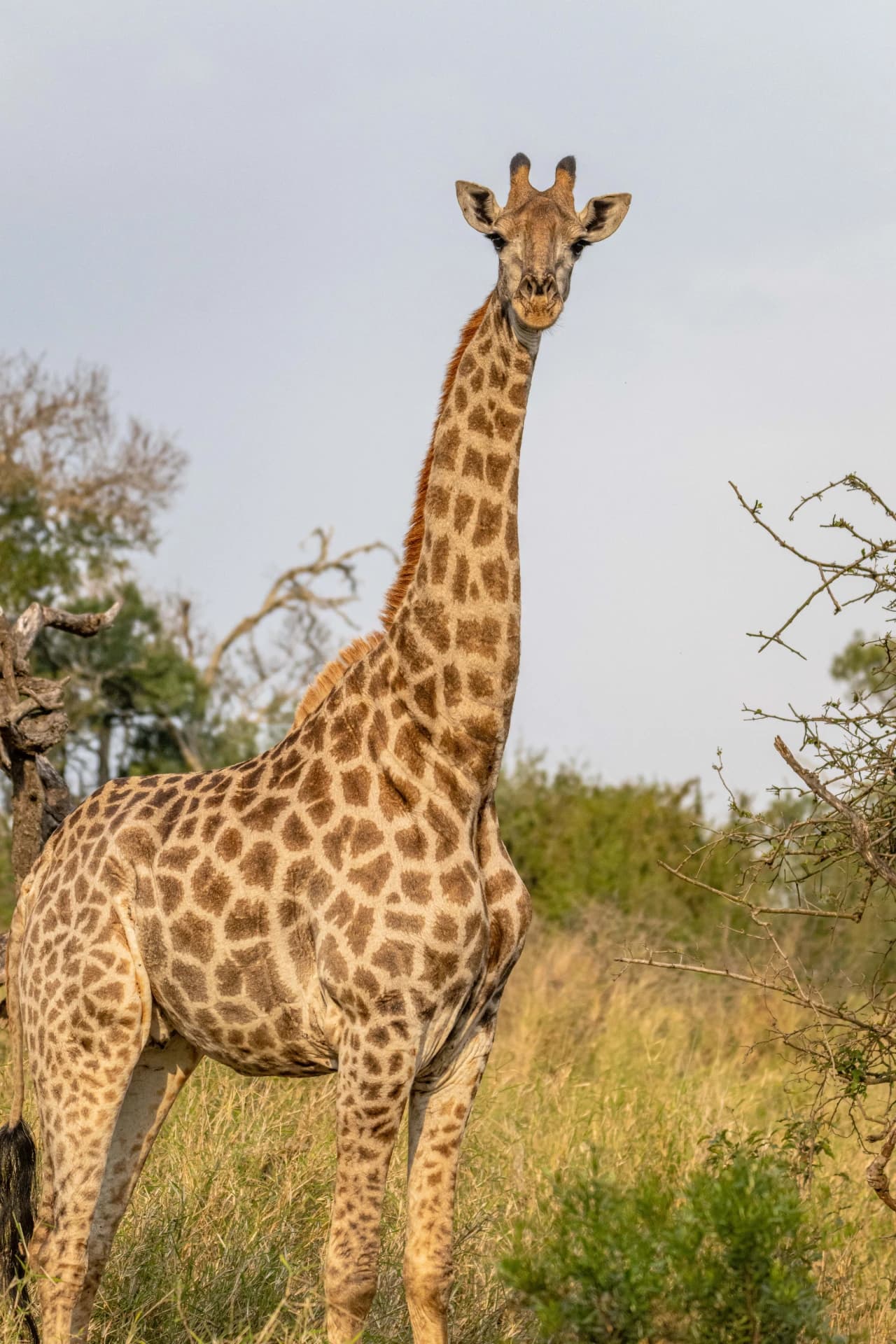 Giraffe