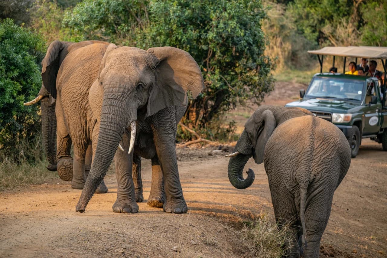 Elephant