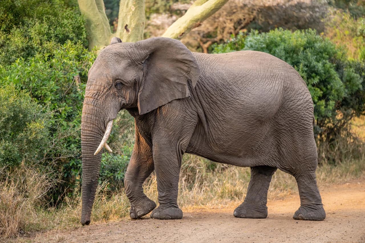 Elephant