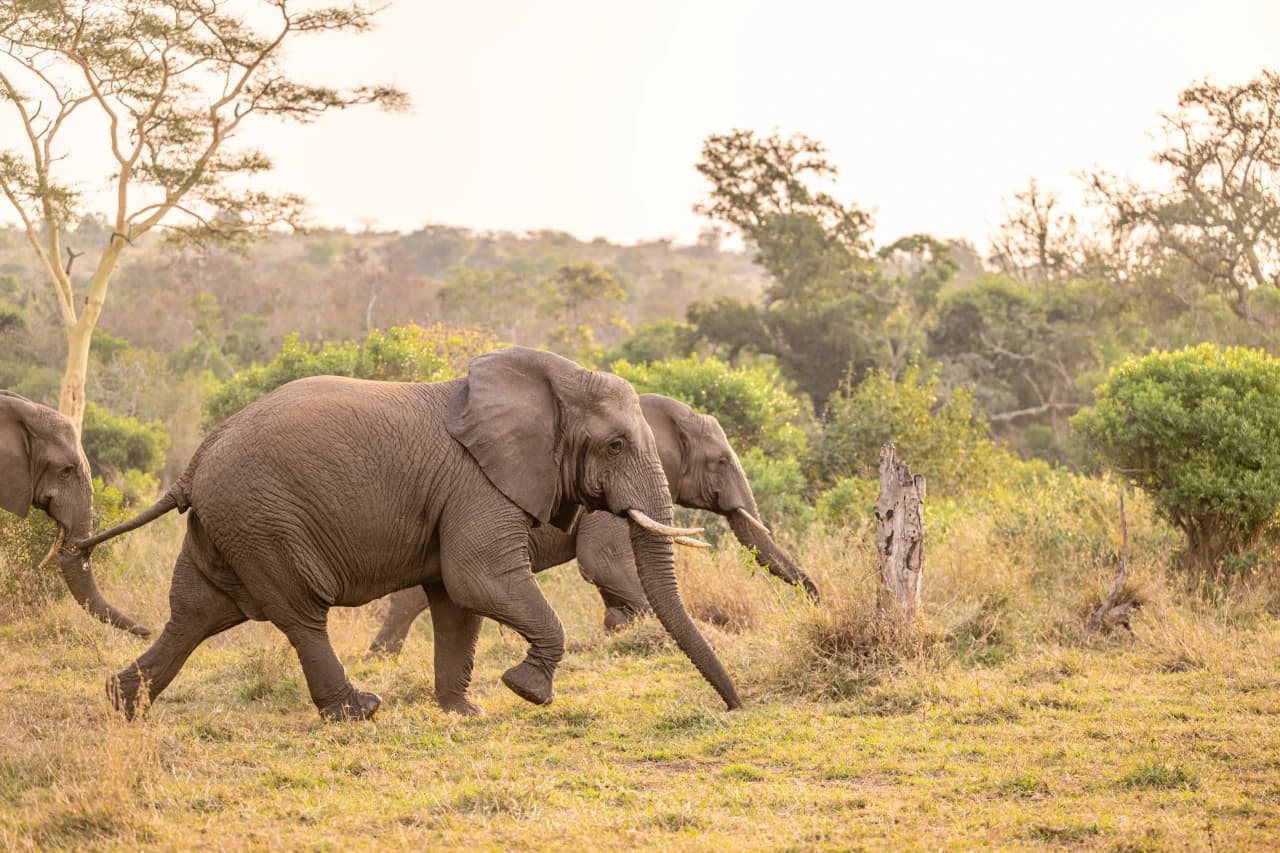 Elephant