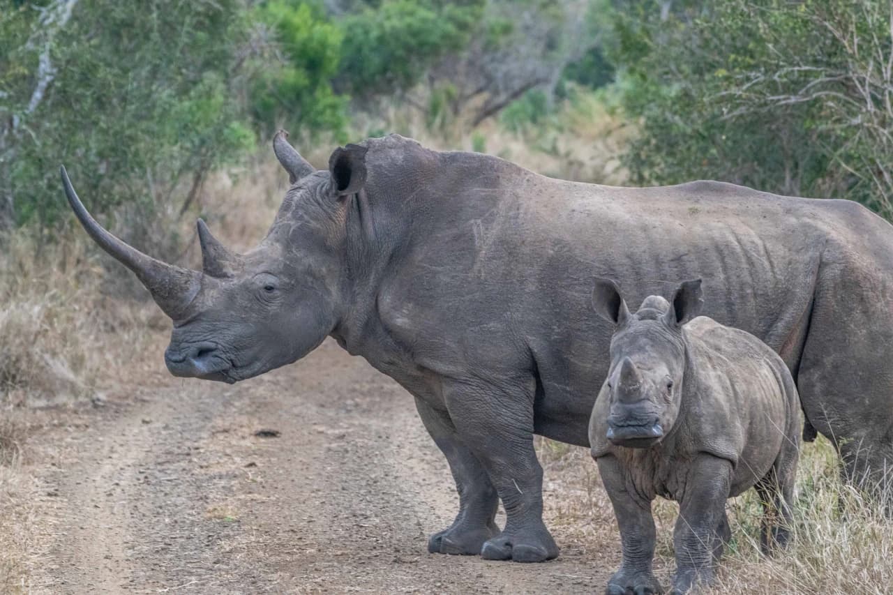 Rhino