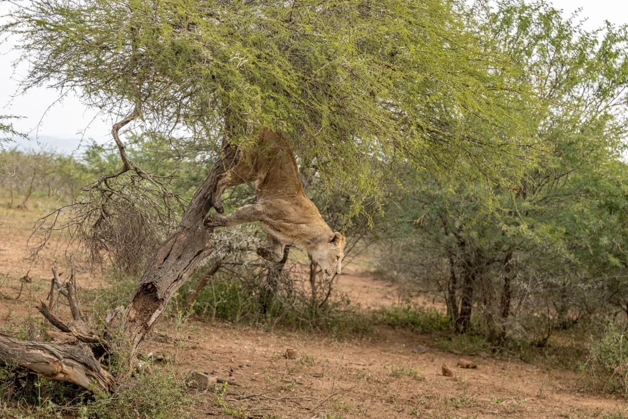 Lion