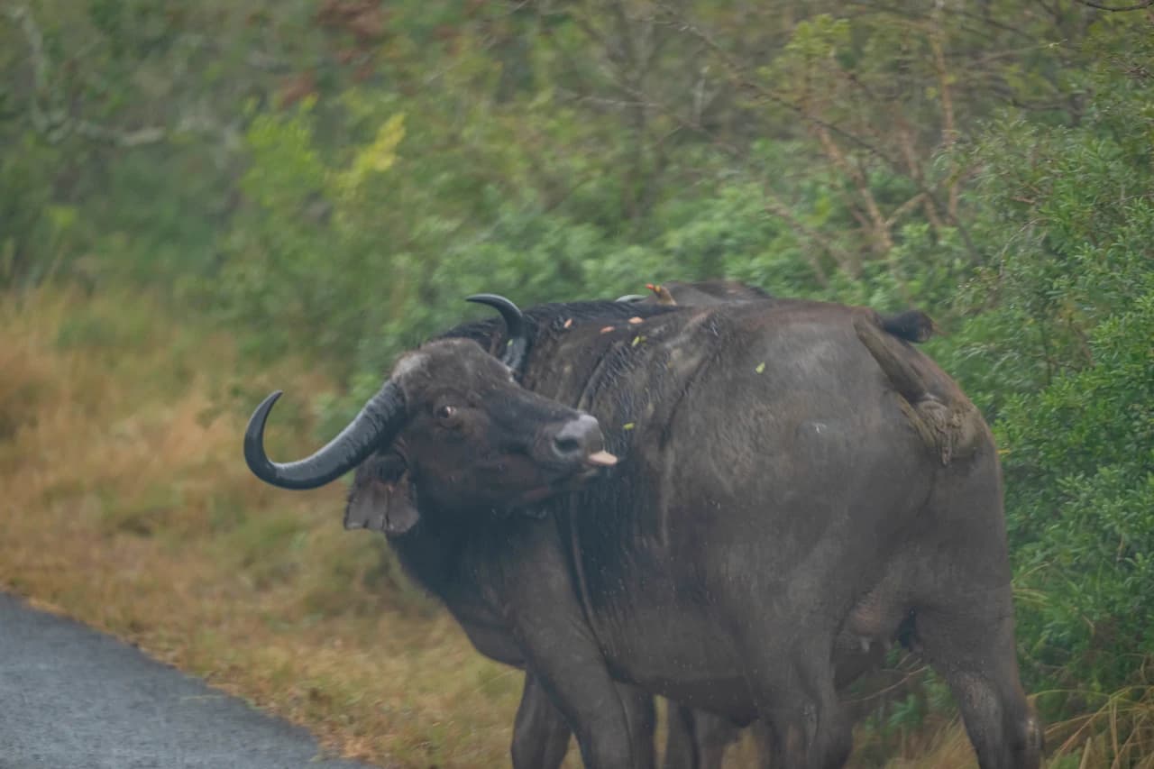 Buffalo