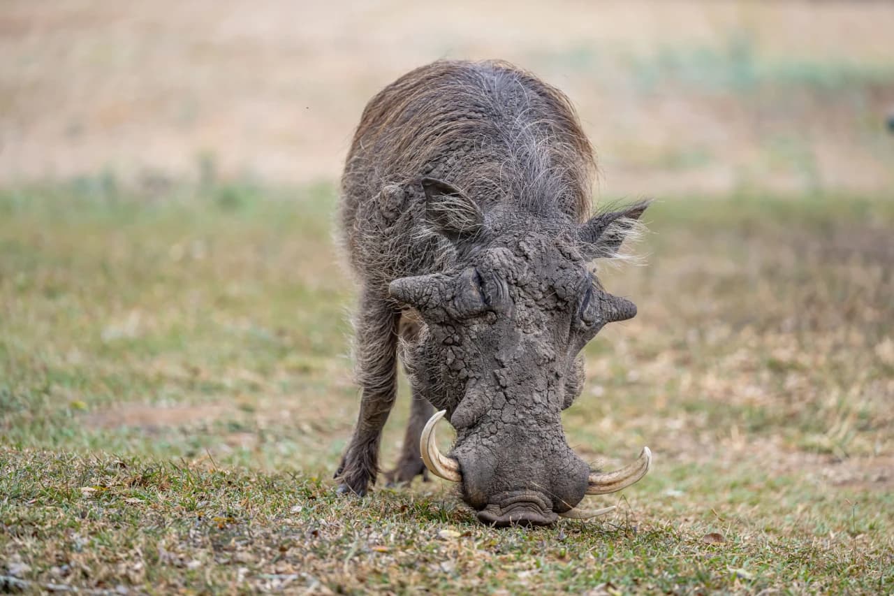 Warthog