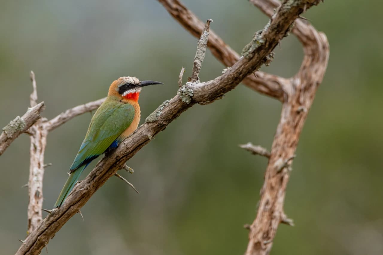 Birds