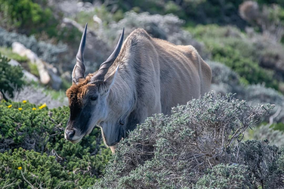 Grazing