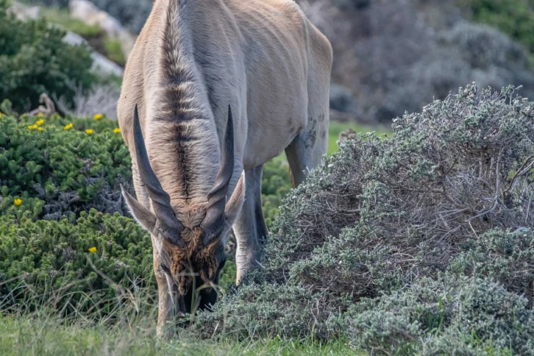 Grazing
