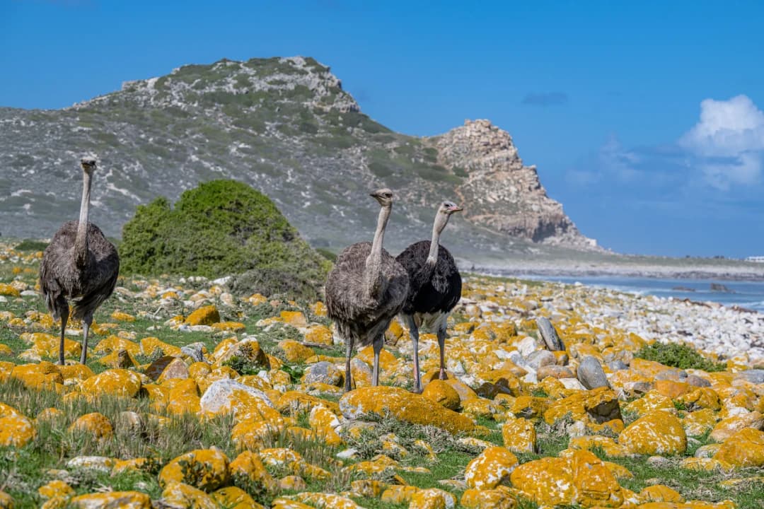 Ostriches