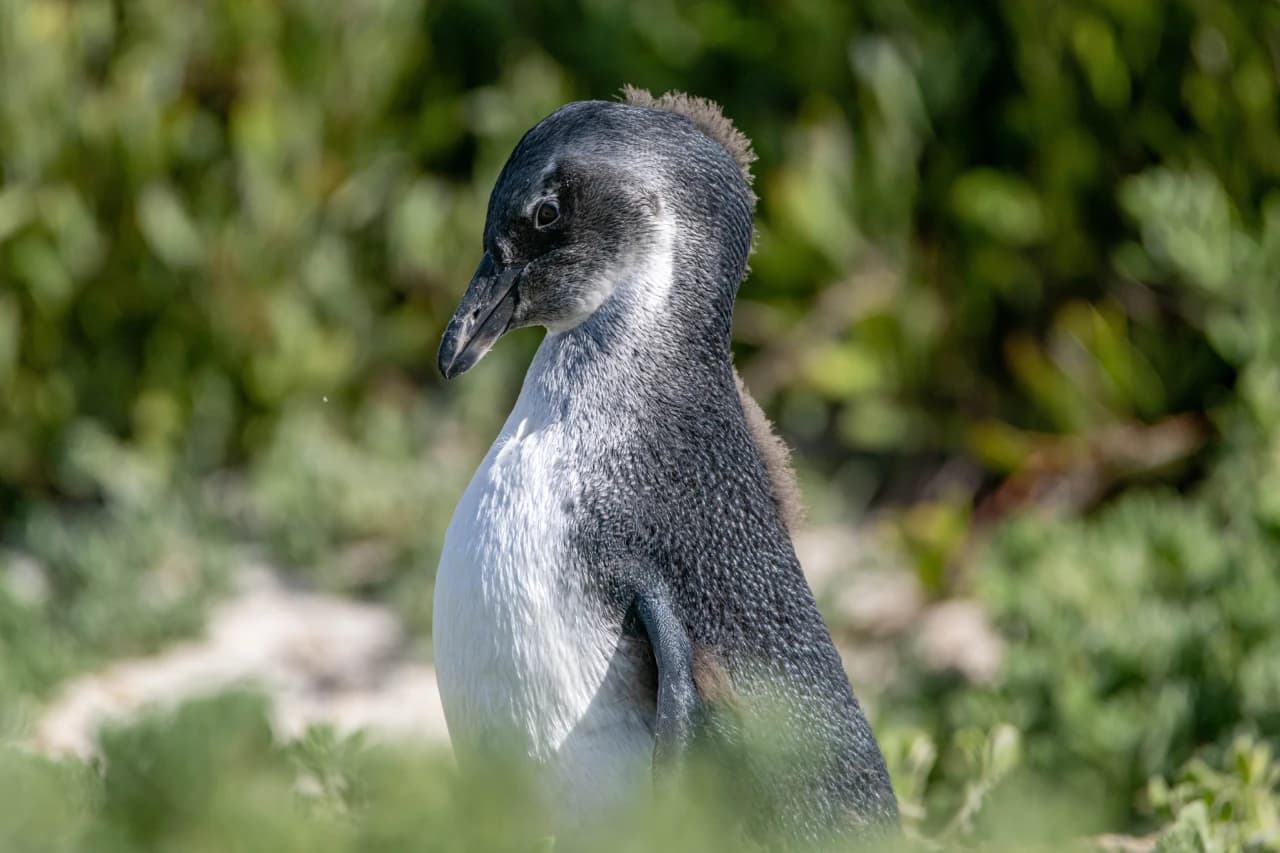 Penguins