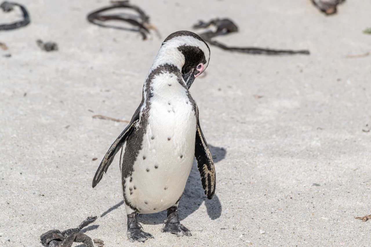 Penguins
