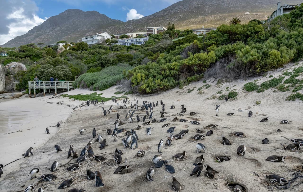 Penguins