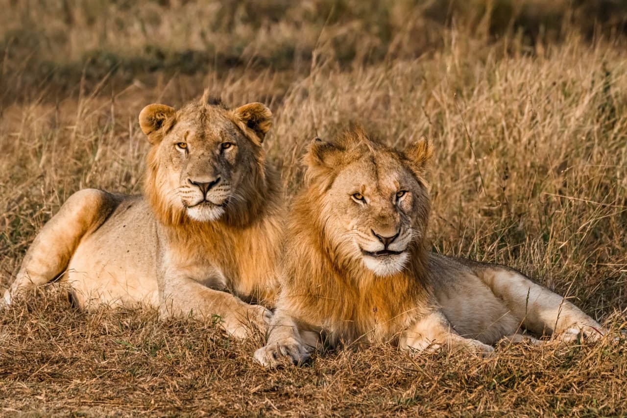 Lions