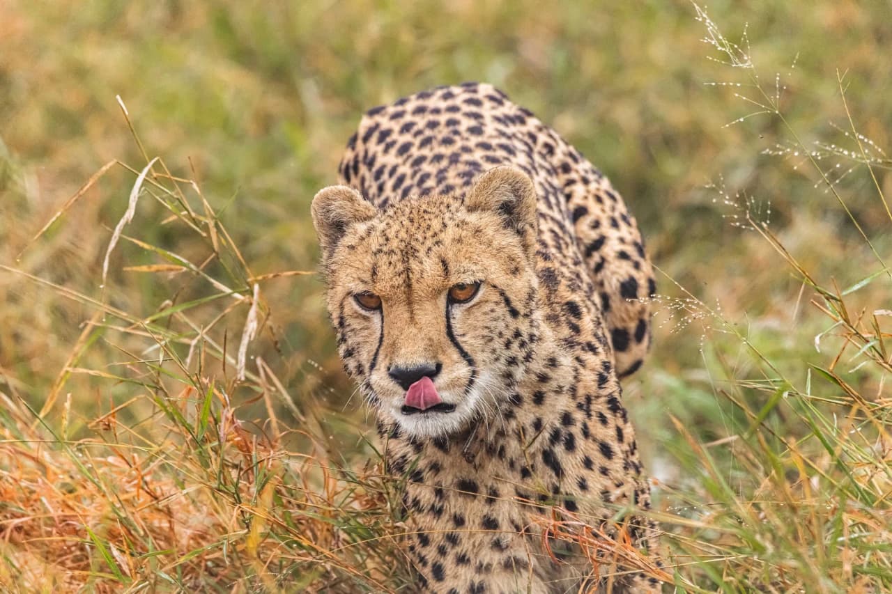 Cheetah