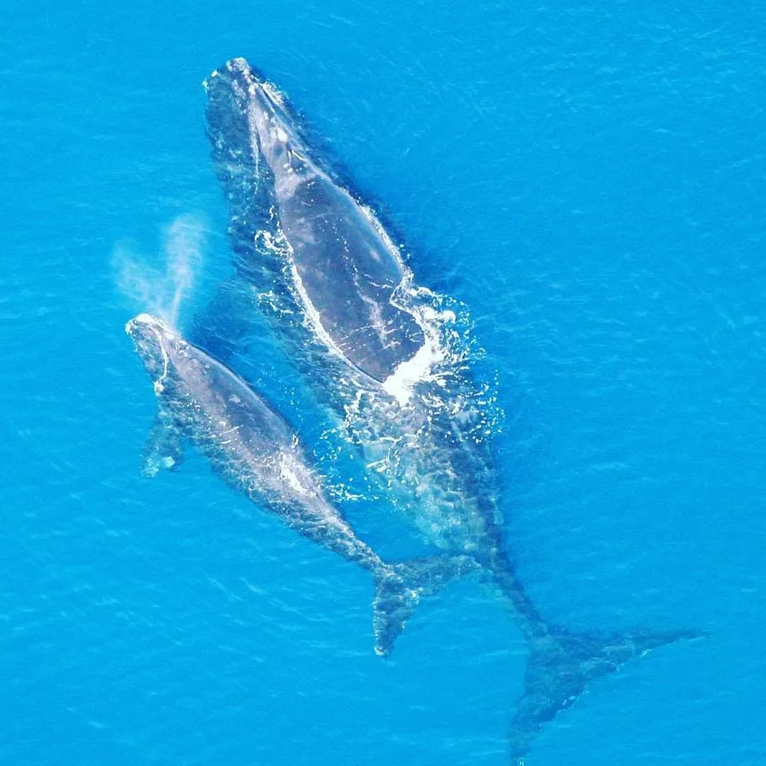 Mother and Calf