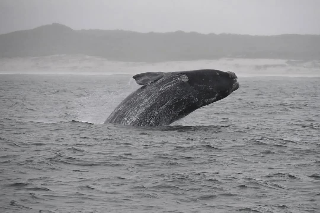 Breach