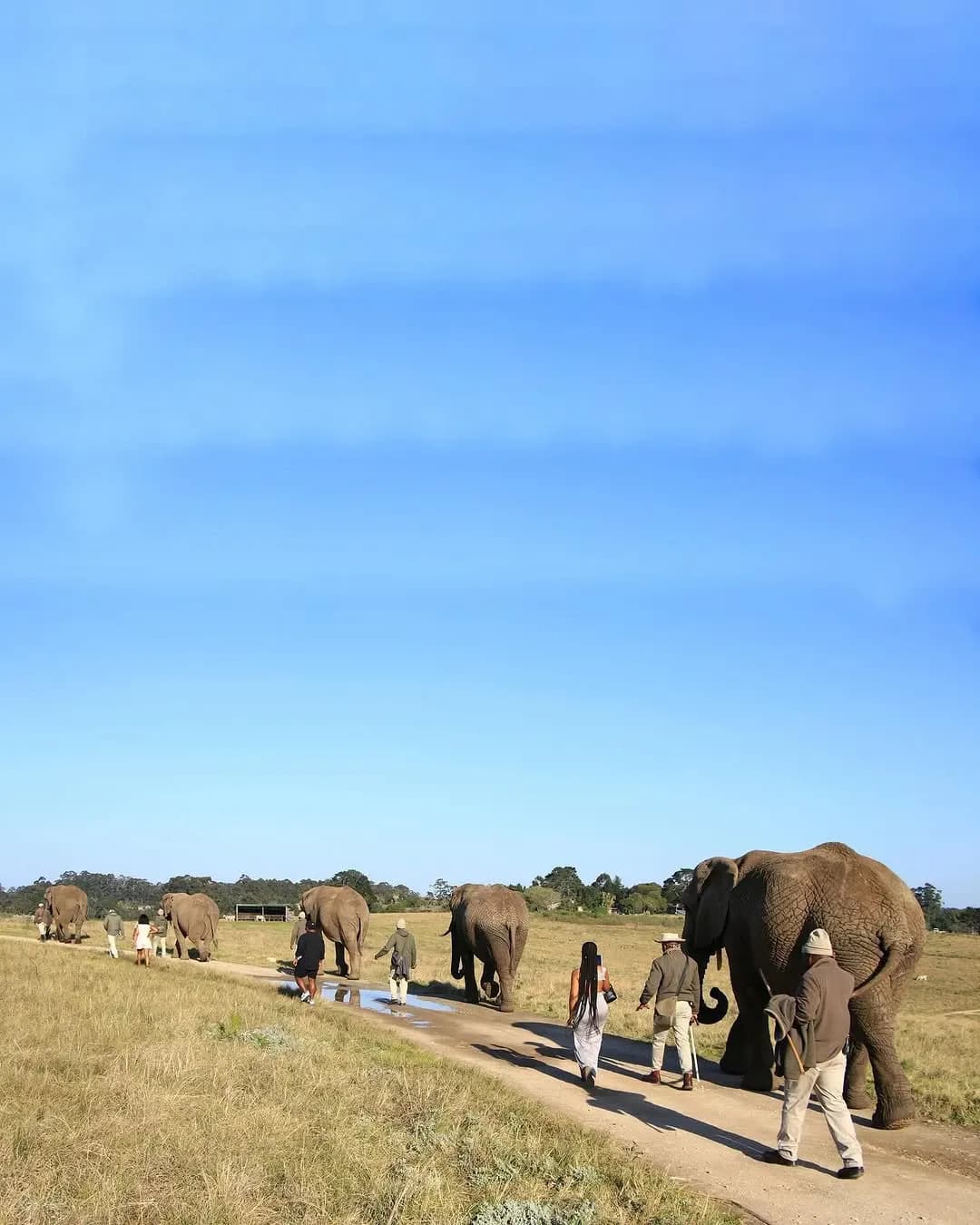 Walk With Elephants