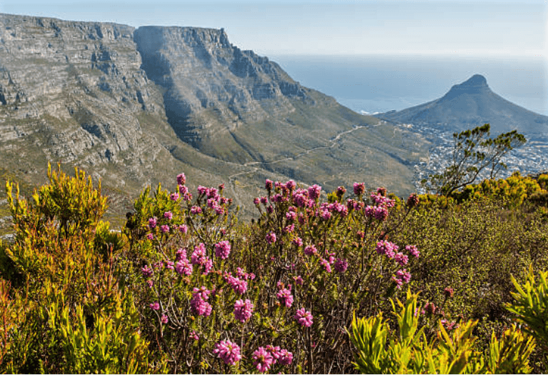 South African safari landscape at golden hour